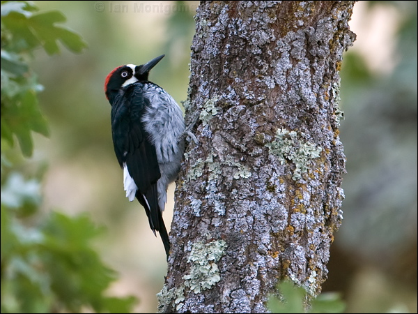 Acorn Woodpecker acorn_woodpecker_108950.psd