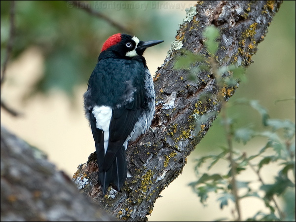 Acorn Woodpecker acorn_woodpecker_108955.psd