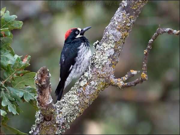 Acorn Woodpecker acorn_woodpecker_108957.psd