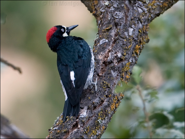Acorn Woodpecker acorn_woodpecker_108964.psd