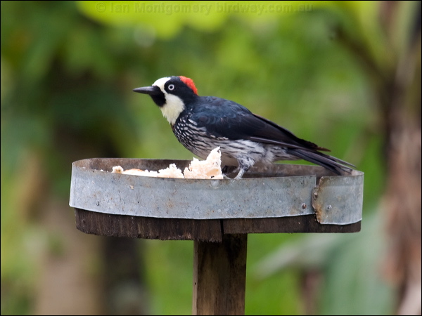 Acorn Woodpecker acorn_woodpecker_111670.psd