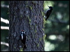 blk_back_woodpecker_68511