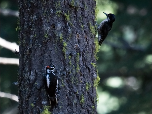 Black-backed Woodpecker blk_back_woodpecker_68511.psd