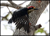 blkcheek_woodpecker_27121