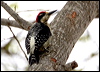 blkcheek_woodpecker_27122