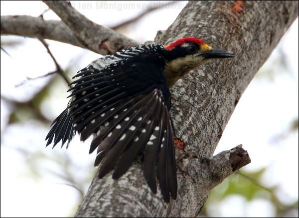 Black-cheeked Woodpecker blkcheek_woodpecker_27121.psd