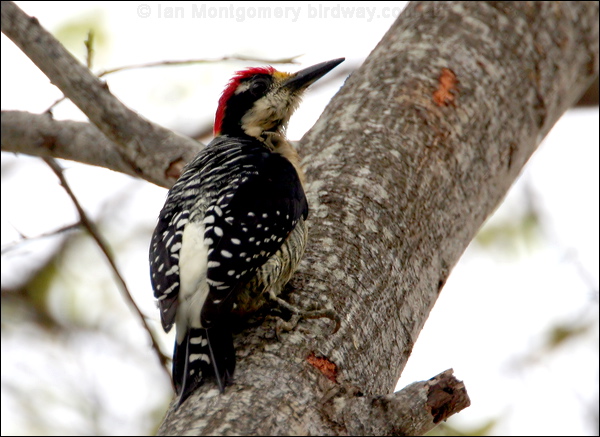 Black-cheeked Woodpecker blkcheek_woodpecker_27122.psd