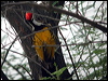 blackrump_flameback_17693