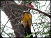 blackrump_flameback_17696