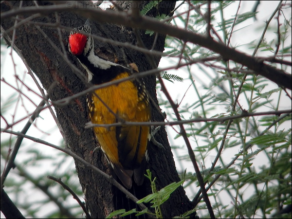 Black-rumped Flameback blackrump_flameback_17693.psd