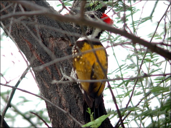 Black-rumped Flameback blackrump_flameback_17696.psd