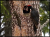 black_woodpecker_143924