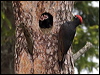 black_woodpecker_143946