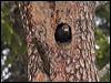 black_woodpecker_143964