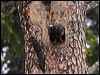 black_woodpecker_143965