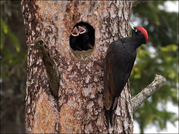 Black Woodpecker black_woodpecker_143946.psd