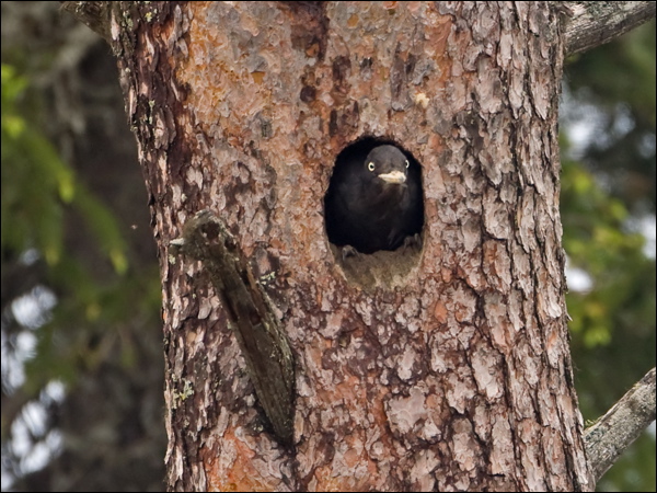 Black Woodpecker black_woodpecker_143964.psd