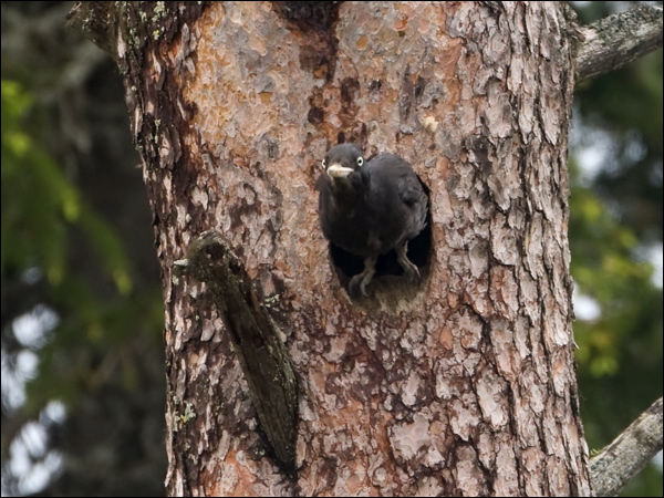 Black Woodpecker black_woodpecker_143965.psd