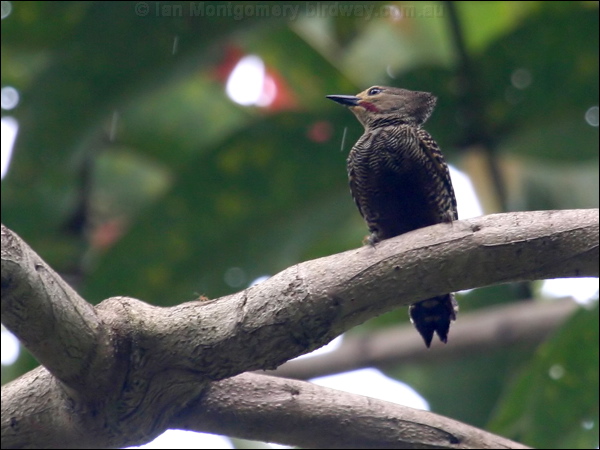 Buff-rumped Woodpecker buffrump_woodpecker_56326.psd