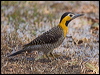 campo_flicker_202358