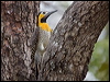 campo_flicker_203151