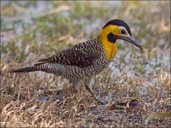 Campo Flicker campo_flicker_202355.psd