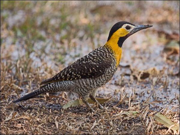 Campo Flicker campo_flicker_202358.psd