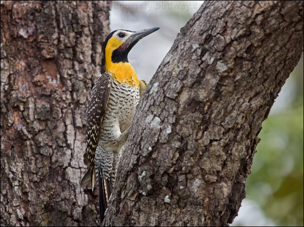 Campo Flicker campo_flicker_203151.psd