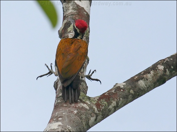 Common Flameback common_flameback_56793.psd