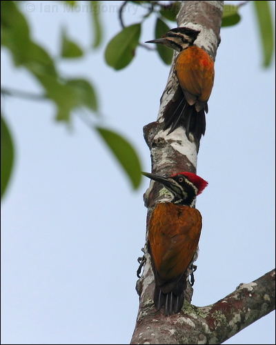 Common Flameback common_flameback_56794.psd
