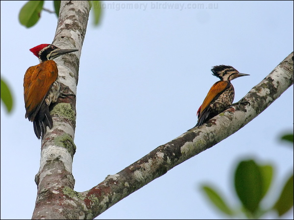 Common Flameback common_flameback_56798.psd