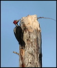 crimsoncrwoodpecker_26322