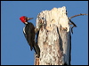 crimsoncrwoodpecker_26330