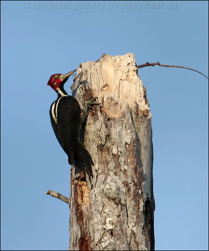 Crimson-crested Woodpecker crimsoncrwoodpecker_26322.psd