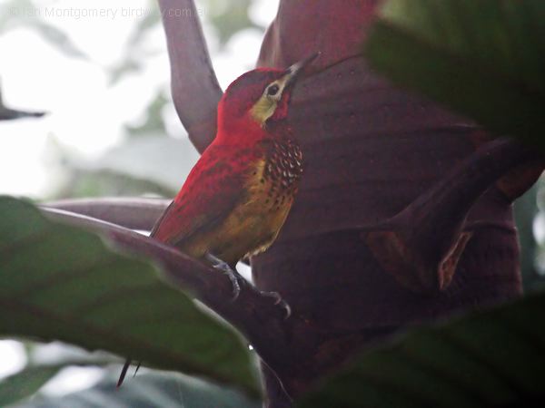 Crimson-mantled Woodpecker crim_mant_woodpecker_24977.psd