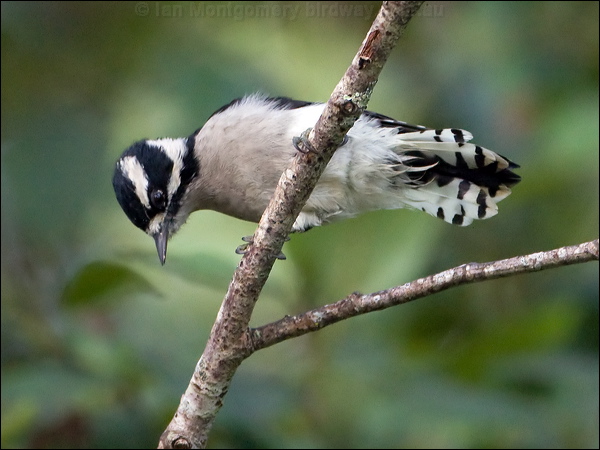 Downy Woodpecker downy_woodpecker_108033.psd