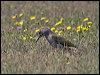 Click here to enter gallery and see photos of European Green Woodpecker