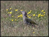 green_woodpecker_200897