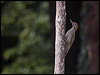 green_woodpecker_200903