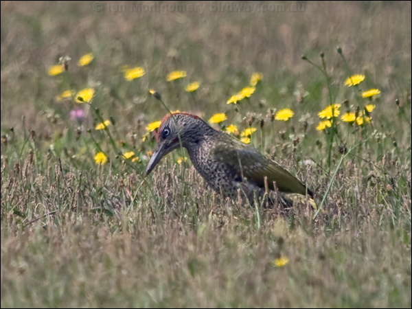 European Green Woodpecker green_woodpecker_200896.psd