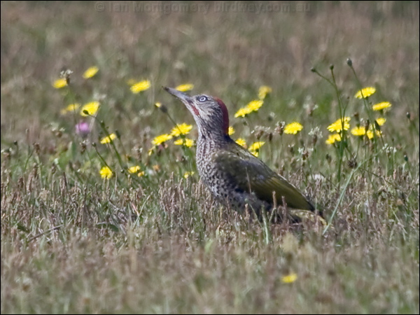 European Green Woodpecker green_woodpecker_200897.psd