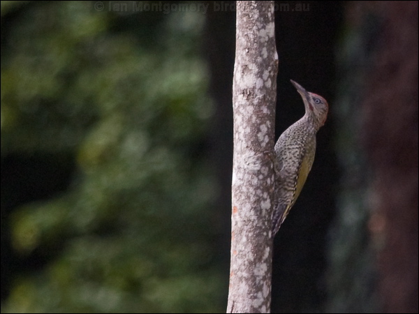 European Green Woodpecker green_woodpecker_200903.psd