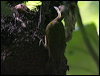 goldgreenwoodpecker_26996