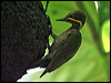 Click here to enter gallery and see photos of Golden-green Woodpecker