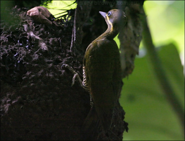 Golden-green Woodpecker goldgreenwoodpecker_26996.psd