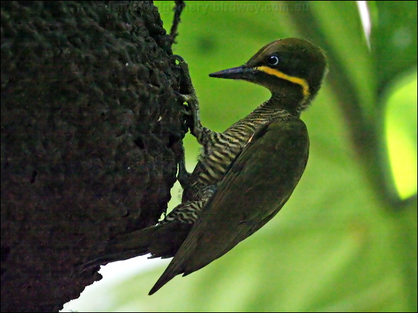 Golden-green Woodpecker goldgreenwoodpecker_27001.psd