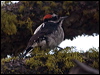 hairy_woodpecker_110955