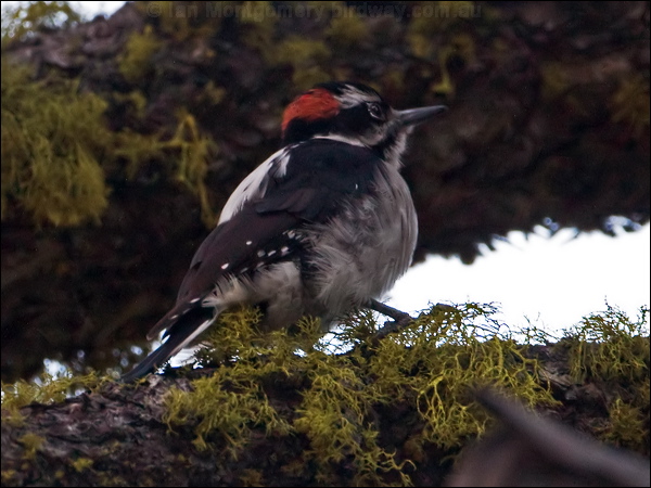 Hairy Woodpecker hairy_woodpecker_110955.psd