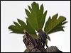 hoffmann_woodpecker_113084