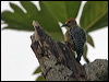 hoffmann_woodpecker_113086